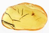 Detailed Fossil Dance Fly (Hybotidae) In Baltic Amber #328173-1